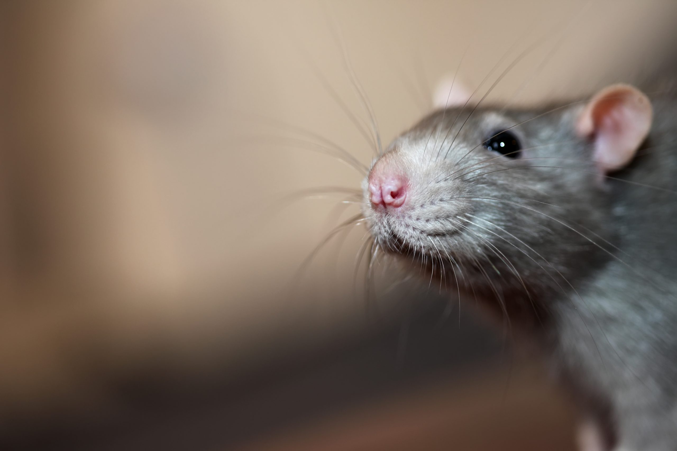 Portrait of home rat face close up